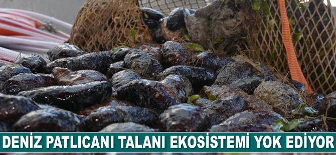 Deniz patlıcanı talanı ekosistemi yok ediyor