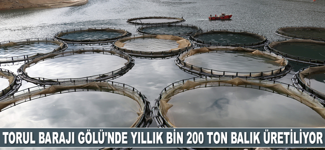 Torul Barajı Gölü’nde yıllık bin 200 ton balık üretiliyor
