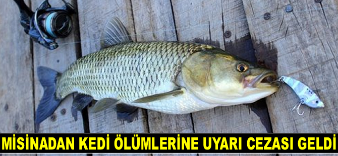 Misinadan kedi ölümlerine uyarı cezası geldi