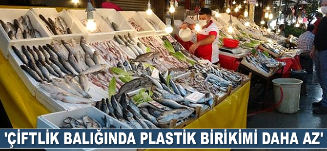 Mehmet Gökoğlu: Çiftlik balığında plastik birikimi daha az