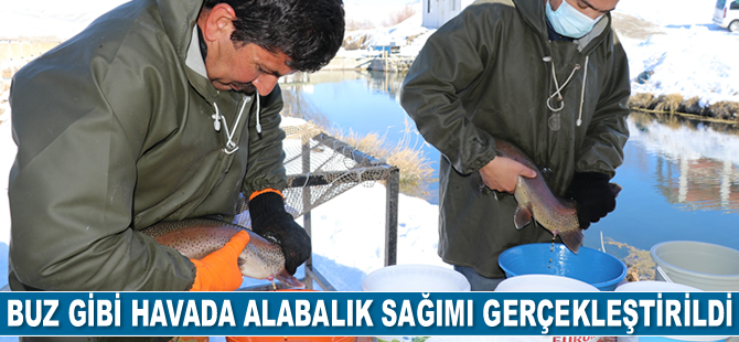 Vanlı balıkçılar, balık hali istiyor