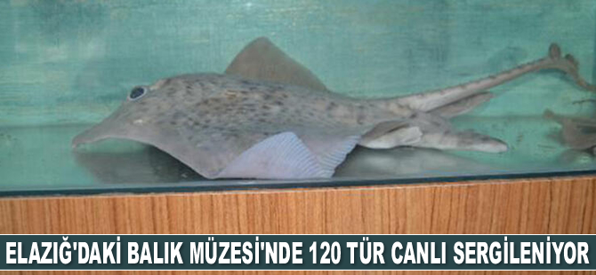 Elazığ'daki Balık Müzesi'nde 120 tür canlı sergileniyor