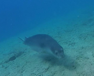 Akdeniz foklarına özel üreme platformu yapıldı