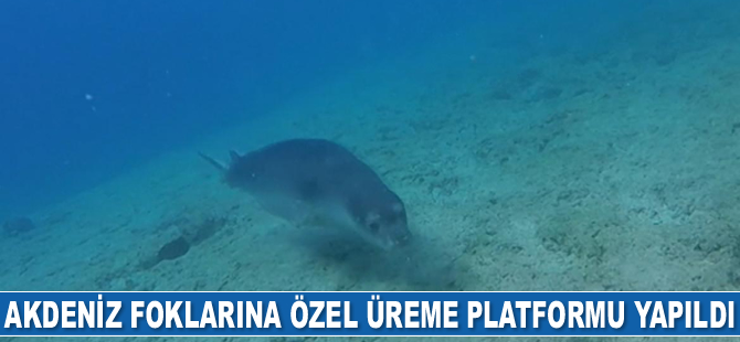 Akdeniz foklarına özel üreme platformu yapıldı