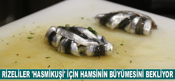 Rizeliler 'hasmikuşi' için hamsinin büyümesini bekliyor