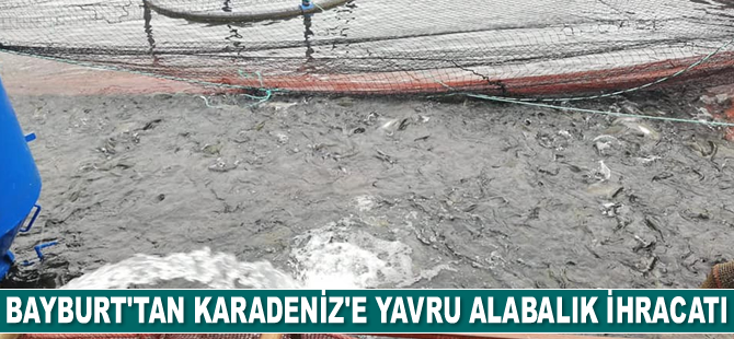 Bayburt’tan 414 ton alabalığın Karadeniz’e transferi sağlandı