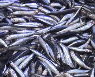 Hamsi için korkutan uyarı! Nesli tükenebilir!