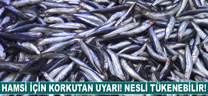 Hamsi için korkutan uyarı! Nesli tükenebilir!