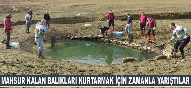 Mahsur kalan yavru balıkları kurtarmak için zamanla yarıştılar