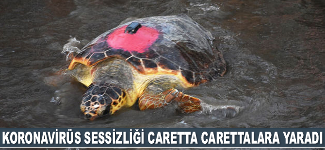 Koronavirüs sessizliği caretta carettalara yaradı