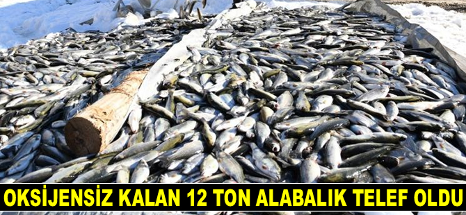 Çatak'ta oksijensiz kalan 12 ton alabalık telef oldu