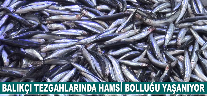 Karadeniz’de hamsi bolluğu yaşanıyor
