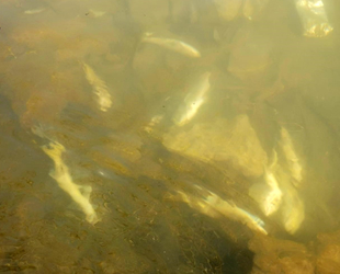 Suya elektrik verildi, çok sayıda balık telef oldu