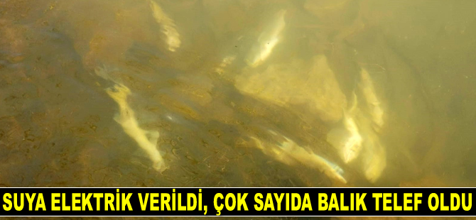 Suya elektrik verildi, çok sayıda balık telef oldu