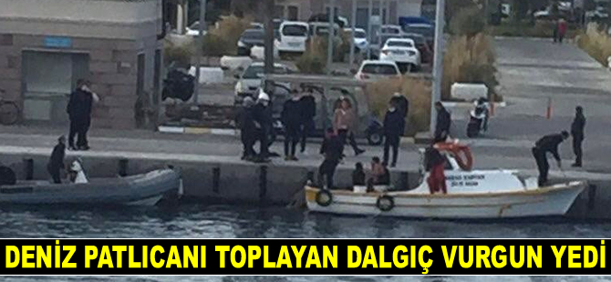 Didim’de deniz patlıcanı toplayan dalgıç vurgun yedi