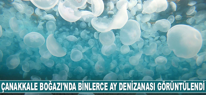 Çanakkale Boğazı'nda binlerce ay denizanası görüntülendi