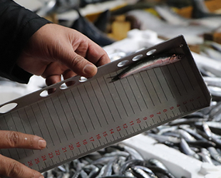 Balık tezgahlarında hamsi boyları denetlendi