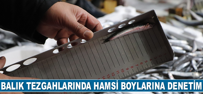 Balık tezgahlarında hamsi boyları denetlendi