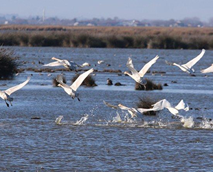 Kuş Cenneti, kaçak avcıların hedefi haline geldi
