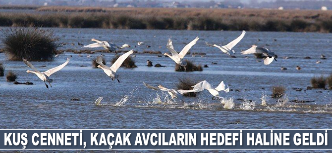 Kuş Cenneti, kaçak avcıların hedefi haline geldi