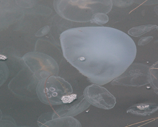 Karadeniz'de denizanası istilasına uzman yorumu: Korkulacak bir şey yok