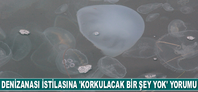 Karadeniz'de denizanası istilasına uzman yorumu: Korkulacak bir şey yok