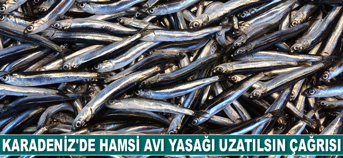 Karadeniz'de hamsi avı yasağı uzatılsın çağrısı geldi