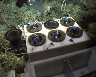 Atlas Okyanusu’nun derinliklerinde 12 yeni tür keşfedildi