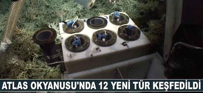 Atlas Okyanusu’nun derinliklerinde 12 yeni tür keşfedildi