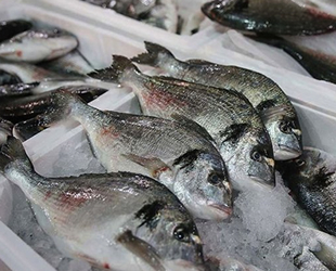 Su ürünleri sektöründe tarihin en yüksek ihracat rakamına ulaşıldı