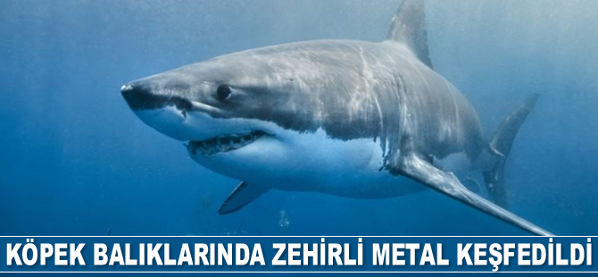Bahamalar'daki deniz koruma alanında yaşayan köpek balıklarında zehirli metal keşfedildi