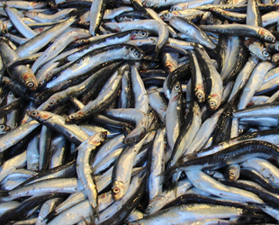 Hamsi ihracatı geçen yıl 9,7 milyon dolar kazandırdı