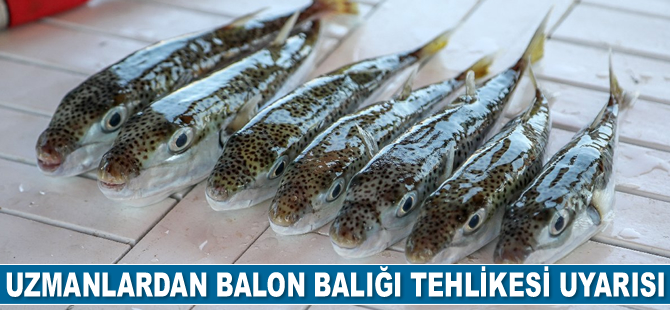 Uzmanlardan balon balığı tehlikesi uyarısı geldi