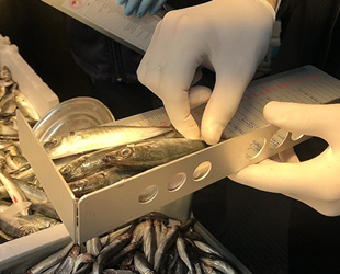 İstanbul'da balık tezgahlarında hamsi boylarına denetim gerçekleştirildi