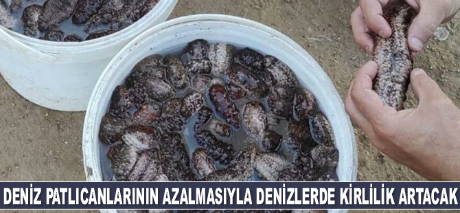 Didim Derneği uyardı: Deniz patlıcanlarının azalmasıyla birlikte denizlerde kirlilik artacak