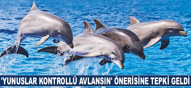 'Yunuslar kontrollü avlansın' önerisine tepki geldi