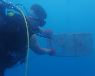 Denizde kafes ile balık avlarken yakalandılar