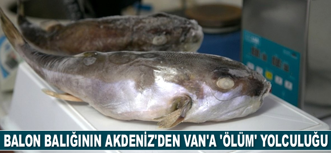 Mustafa Akkuş: Van Gölü’nde balon balığı bulunmuyor