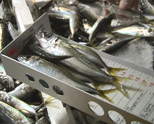 İstanbul’da yapılan denetimlerde 1 ton balığa el konuldu