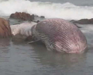Tayland’da 11 metrelik bryde balinası kıyıya vurdu