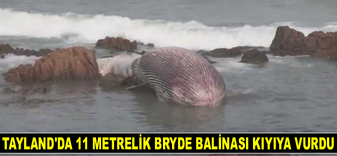 Tayland’da 11 metrelik bryde balinası kıyıya vurdu