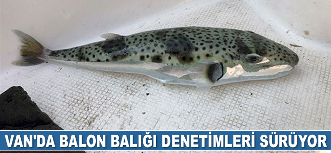 Van'da balon balığı denetimleri sürüyor