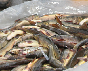 Murat Nehri’nde balık bolluğu yaşanıyor