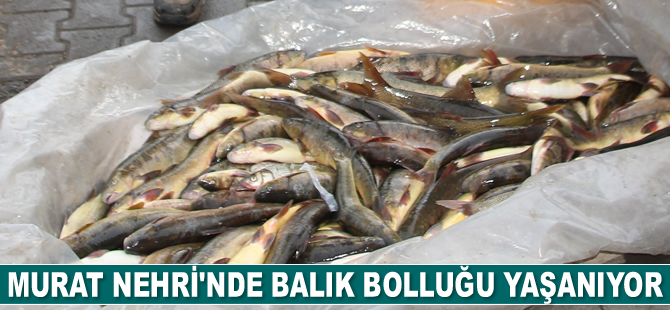 Murat Nehri’nde balık bolluğu yaşanıyor