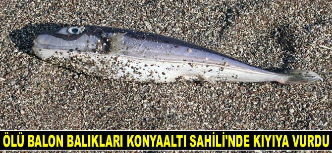 Siyanürden kat kat zehirli balıklar için uzmanından uyarı geldi