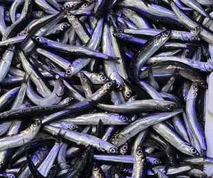 Sinop’ta hamsiye rağbet düştü