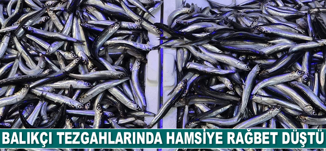 Sinop’ta hamsiye rağbet düştü