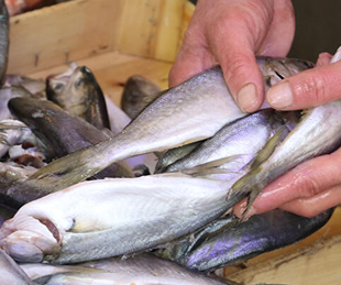 Tezgahlarda barbun, mezgit ve çinakopa talep arttı