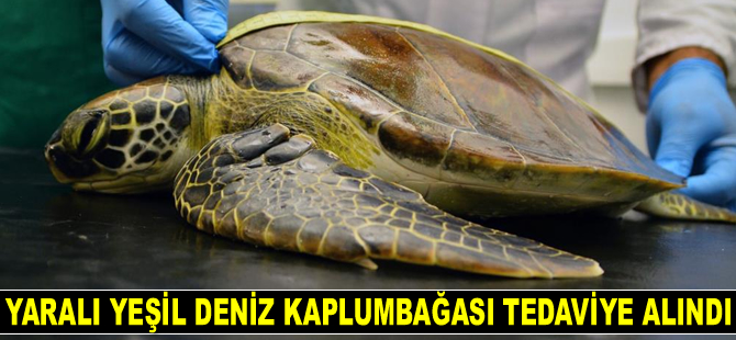 Yaralı yeşil deniz kaplumbağası tedaviye alındı