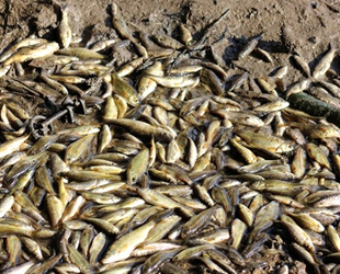 Antalya'da binlerce balık telef oldu
